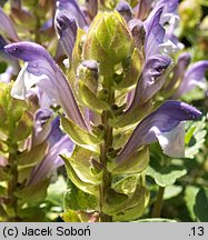 Scutellaria alpina (tarczyca alpejska)