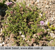 Thymus doerfleri Bressingham Seedling