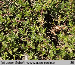 Thymus doerfleri Bressingham Seedling