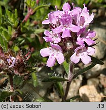 Thymus doerfleri Bressingham Seedling