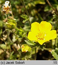 Potentilla nevadensis