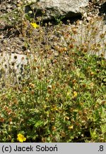 Potentilla nevadensis