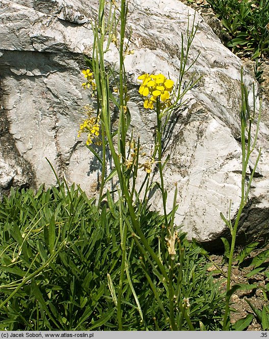 Erysimum decumbens (pszonak zagięty)