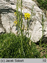 Erysimum decumbens (pszonak zagięty)