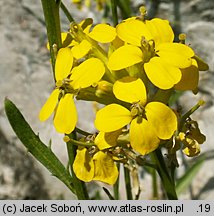 Erysimum decumbens (pszonak zagięty)