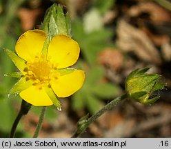 Potentilla hippiana (pięciornik koński)