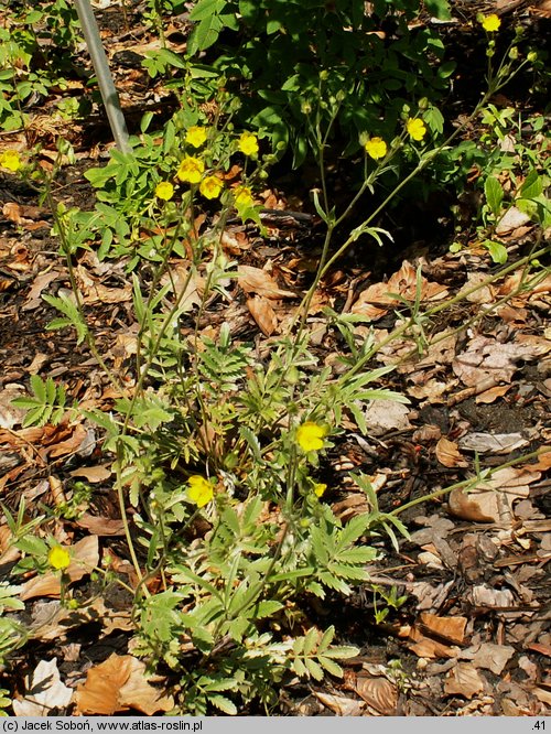 Potentilla hippiana (pięciornik koński)