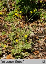 Potentilla hippiana (pięciornik koński)