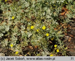 Potentilla calabra