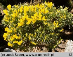 Echinospartum horridum (janowiec sterczący)