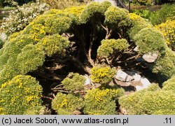 Echinospartum horridum (janowiec sterczący)