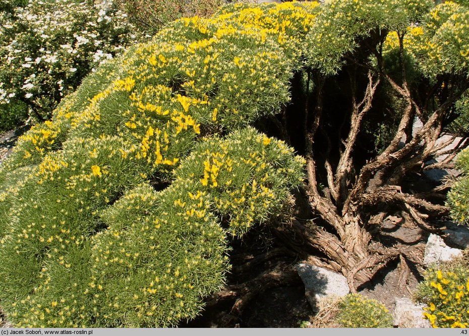 Echinospartum horridum (janowiec sterczący)