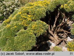 Echinospartum horridum (janowiec sterczący)