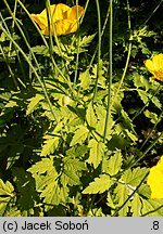 Meconopsis cambrica (mekonops walijski)