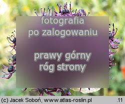 Allium atropurpureum (czosnek purpurowy)