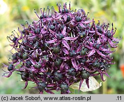 Allium atropurpureum (czosnek purpurowy)