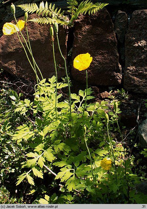 Meconopsis cambrica (mekonops walijski)