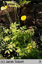 Meconopsis cambrica (mekonops walijski)