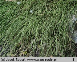 Equisetum variegatum (skrzyp pstry)