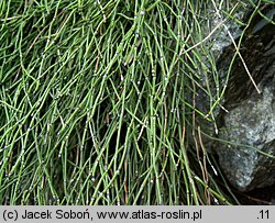 Equisetum variegatum (skrzyp pstry)