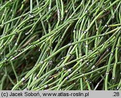 Equisetum variegatum (skrzyp pstry)