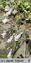 Penstemon hirsutus (penstemon kosmaty)