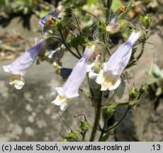 Penstemon hirsutus (penstemon kosmaty)