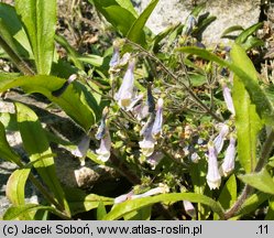 Penstemon hirsutus (penstemon kosmaty)