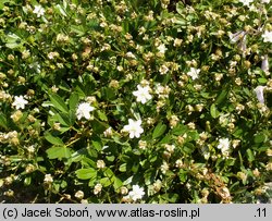 Potentilla tridentata (pięciornik trójząbkowy)