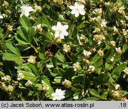 Potentilla tridentata (pięciornik trójząbkowy)