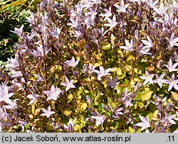 Campanula garganica (dzwonek gargański)