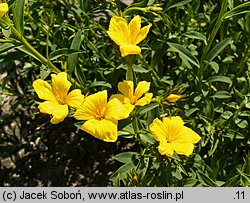 Linum campanulatum (len dzwonkowaty)