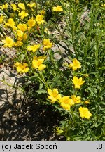 Linum campanulatum (len dzwonkowaty)