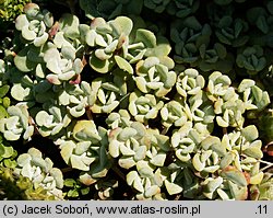 Sedum spathulifolium (rozchodnik łopatkowaty)