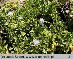 Globularia trichosantha (kulnik włosokwiatowy)