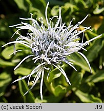 Globularia trichosantha (kulnik włosokwiatowy)