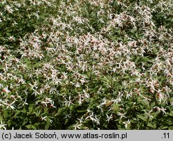 Gillenia trifoliata (gillenia trójlistna)