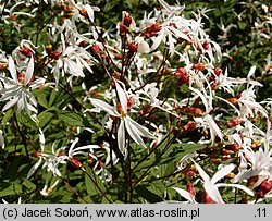 Gillenia trifoliata (gillenia trójlistna)