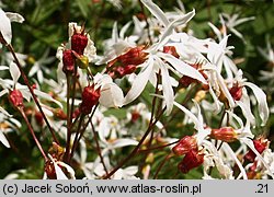 Gillenia trifoliata (gillenia trójlistna)