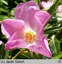 Rosa nitida (róża lśniaca)