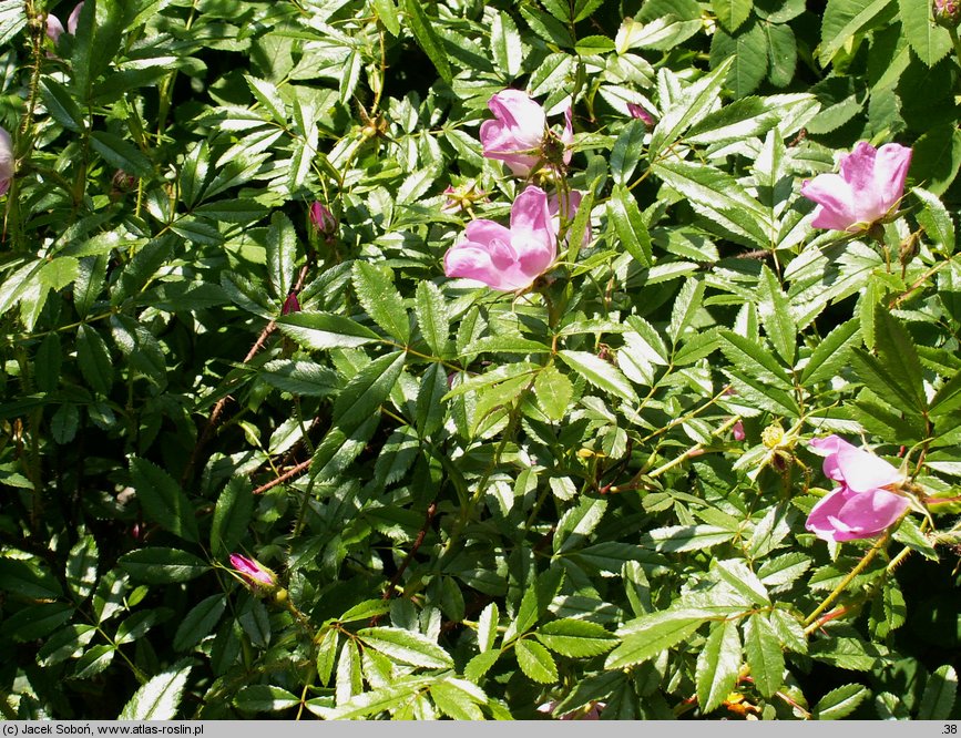 Rosa nitida (róża lśniaca)