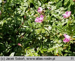 Rosa nitida (róża lśniaca)