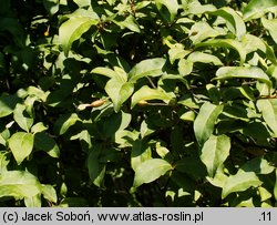 Elaeagnus multiflora (oliwnik kwietny)