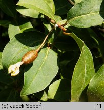 Elaeagnus multiflora (oliwnik kwietny)