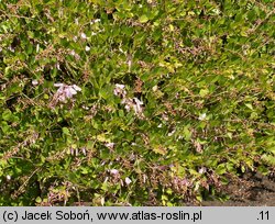 Indigofera heterantha (indygowiec himalajski)