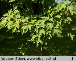 Broussonetia papyrifera