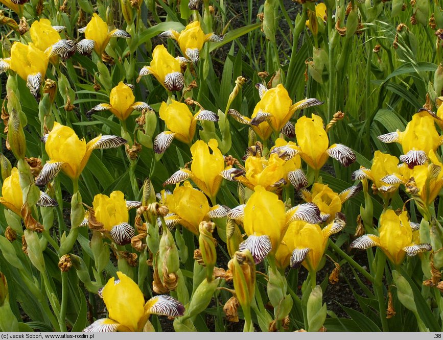 Iris variegata (kosaciec pstry)