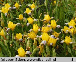 Iris variegata (kosaciec pstry)