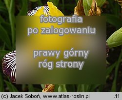 Iris variegata (kosaciec pstry)