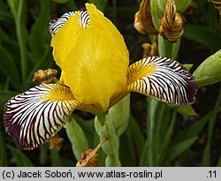 Iris variegata (kosaciec pstry)